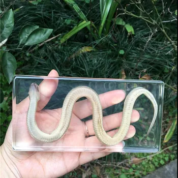1pc Snake Kosti Reptili Uzorak Umjetna Amber Press Papier Smole za Umjetnost I Obrt Originalnost Dar Nastavni Članci
